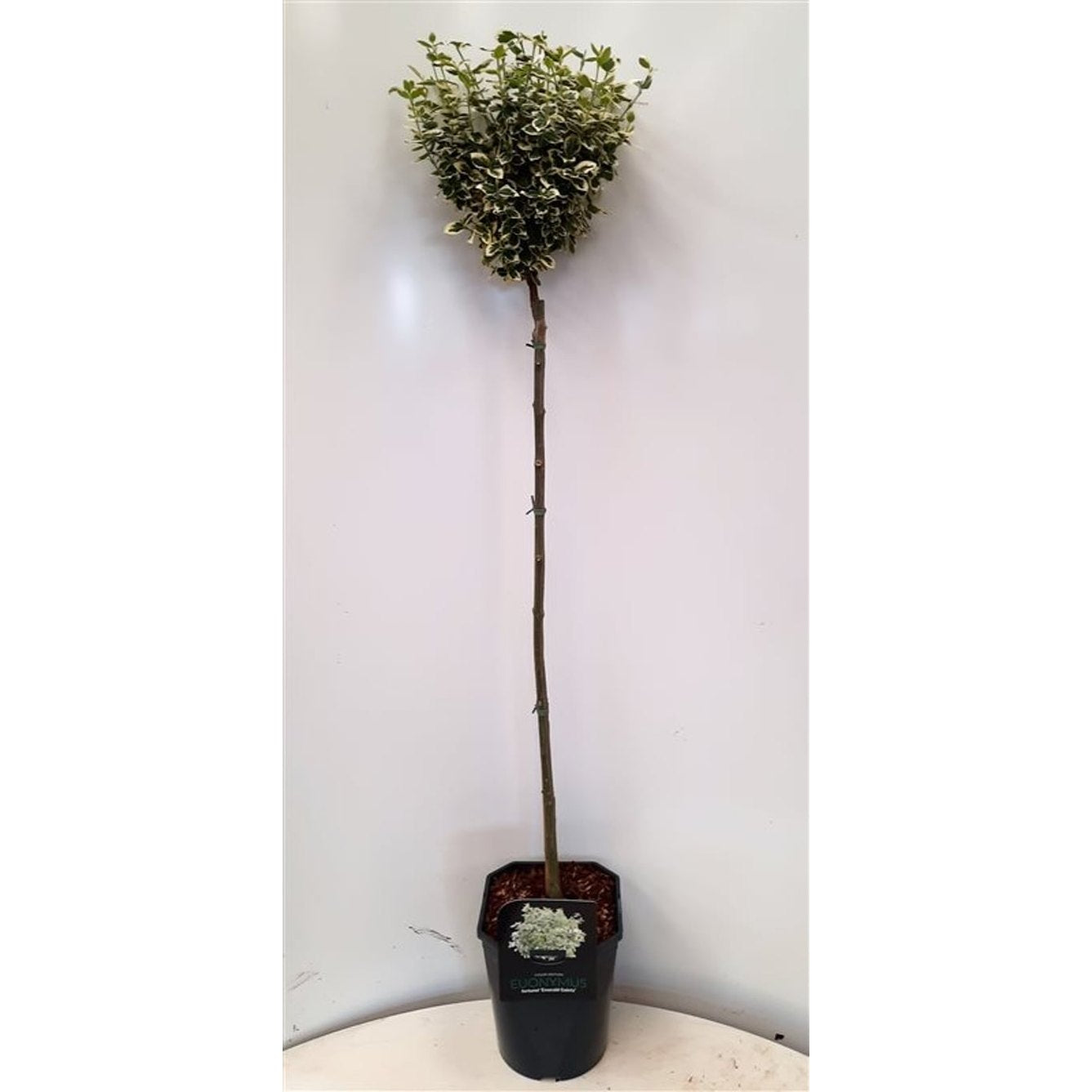 Klätterbenved – Euonymus fortunei 'Emerald Gaiety' - 80 CM Stem C5